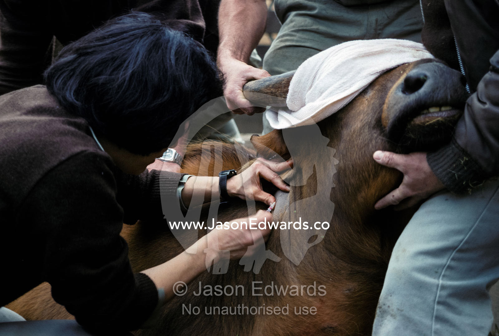 A sick Congo Buffalo receives medication from a veterinarian. Melbourne Zoo, Victoria, Australia.