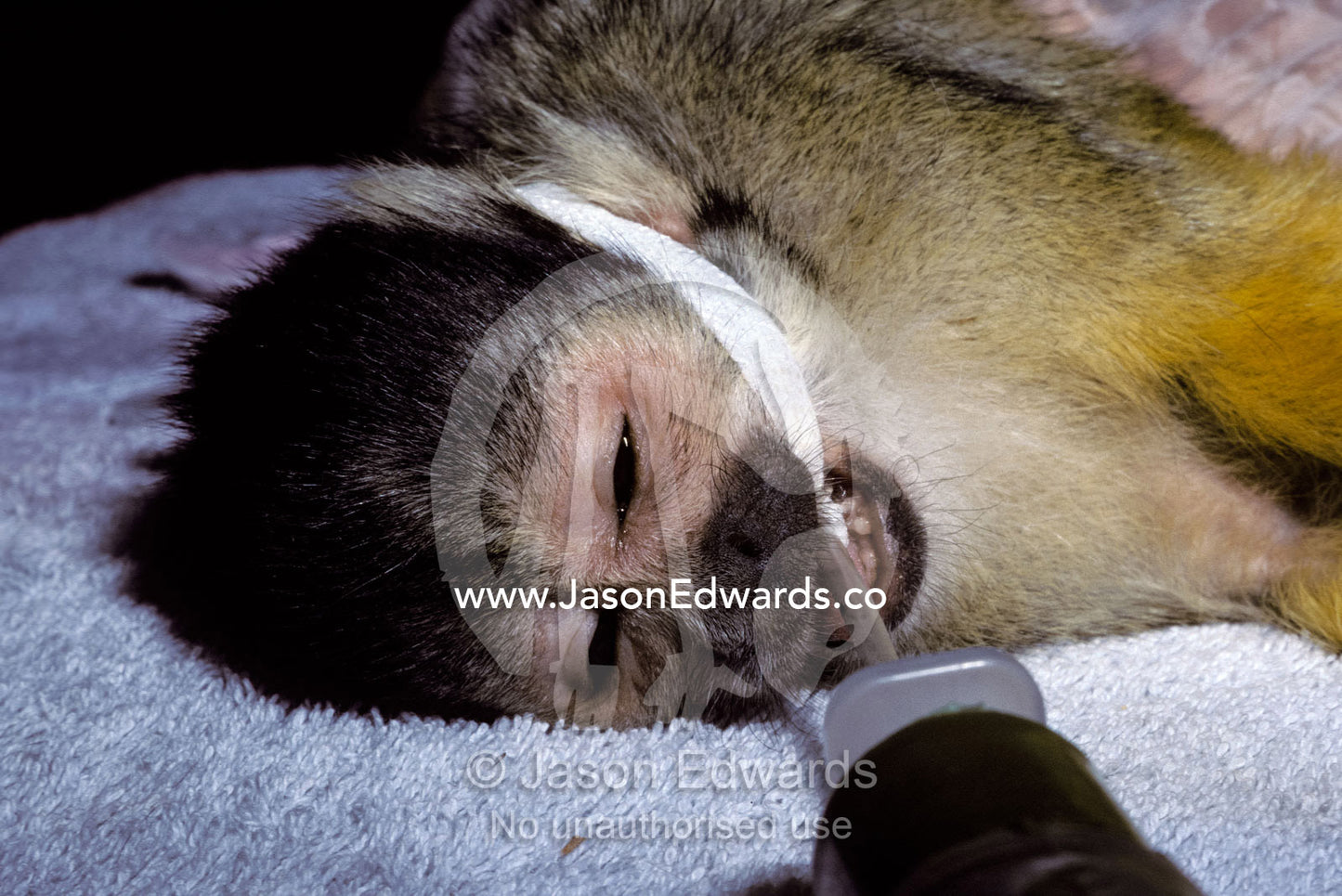 A sick Common Squirrel Monkey is anaesthetised and intubated by a vet. Melbourne Zoo, Victoria, Australia.