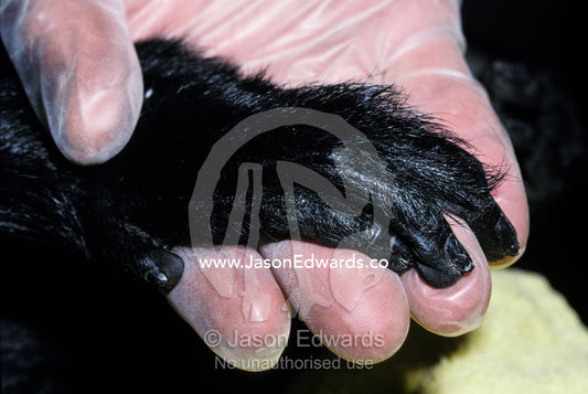 A sick Silver Leaf Langur Monkey hand held by a gloved human hand. Zoological Board of Victoria, Australia.