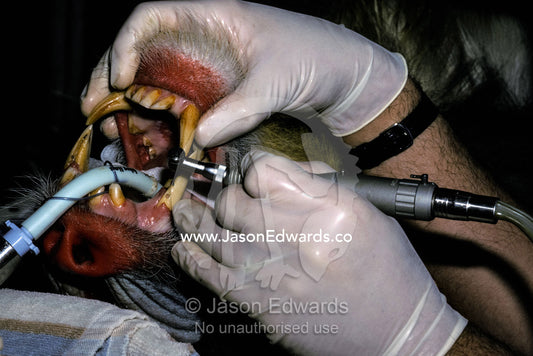 A Mandril receives a dental examination and canine root canal surgery. Melbourne Zoo, Victoria, Australia.