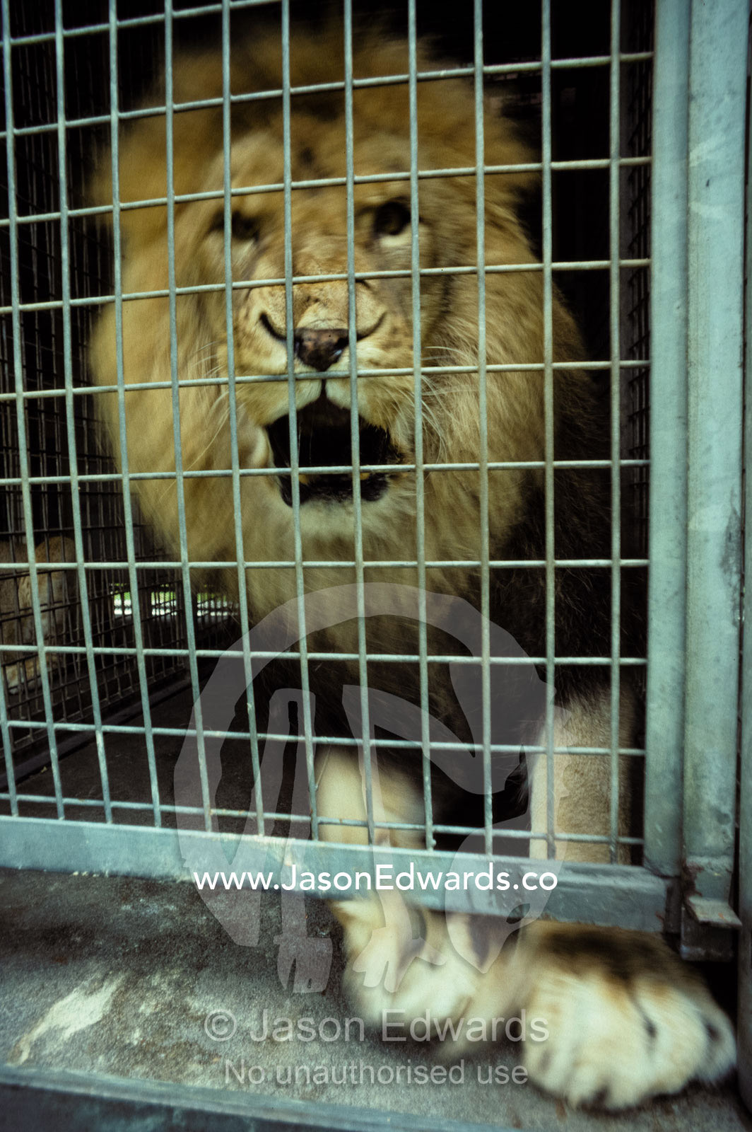 A famished Lion in a Zoo feeding cage shows frightening aggression. Melbourne Zoo, Victoria, Australia.