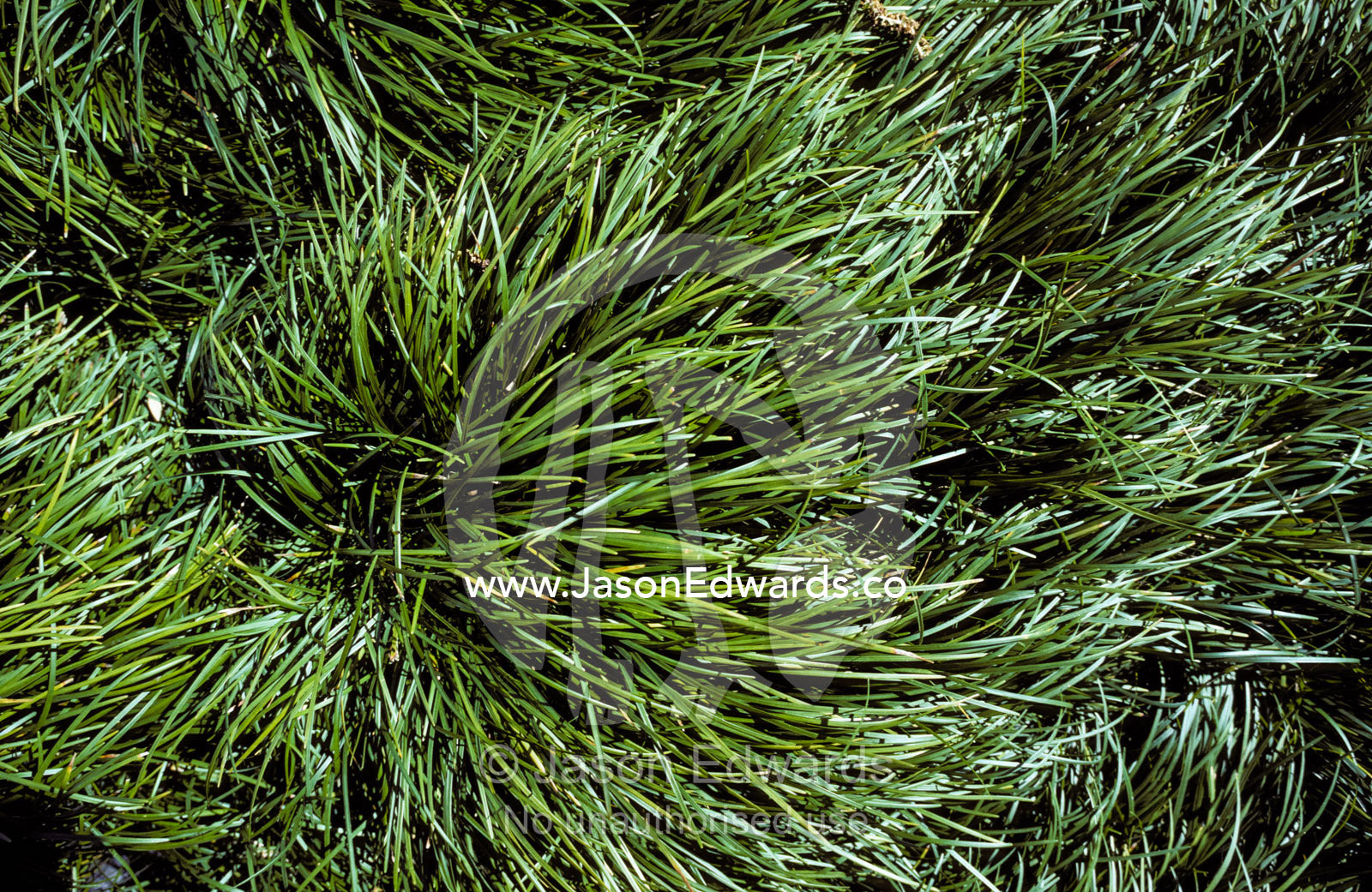 Swirling grass tufts add texture to a Japanese Garden. Melbourne Zoo, Victoria, Australia.