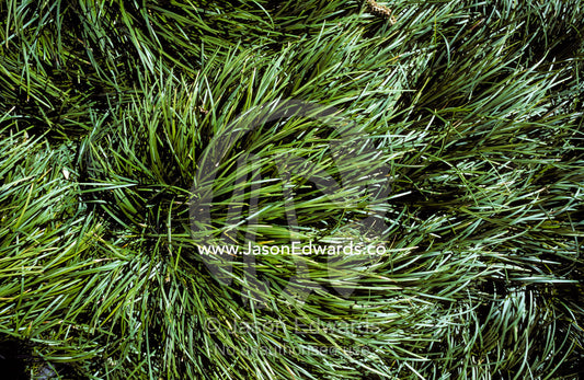 Swirling grass tufts add texture to a Japanese Garden. Melbourne Zoo, Victoria, Australia.