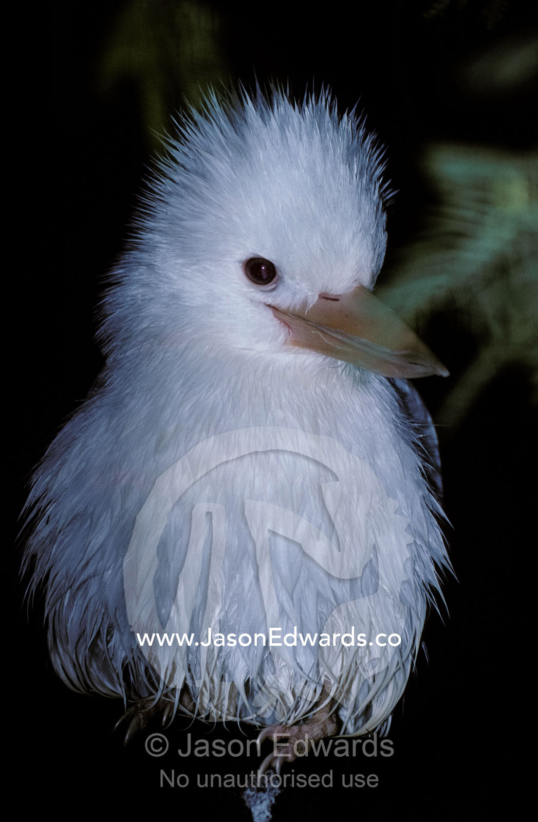 A rare Albino Kookaburra with white feather plumage. Healesville Sanctuary, Victoria, Australia.