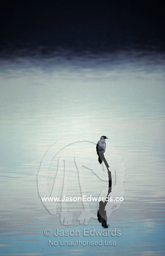 A Little Pied Cormorant reflected on a vast becalmed harbour lake. Princess Royal Harbour, Albany, Western Australia.