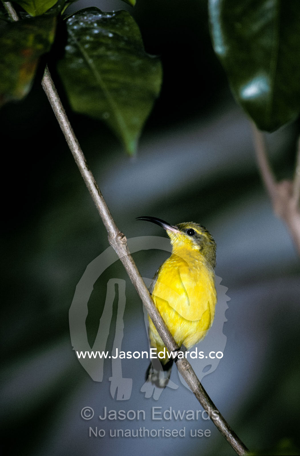 A roosting female Yellow-Bellied Sunbird with bright yellow plumage. Perth Zoo, Western Australia.