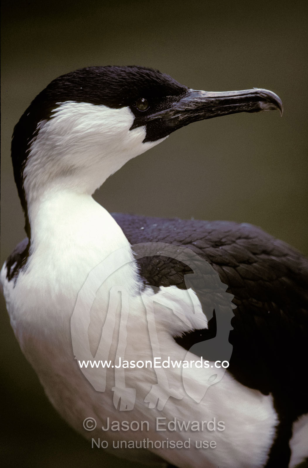 Portrait of a Black-Faced Shag's hooked bill and green eye. Perth Zoo, Western Australia.