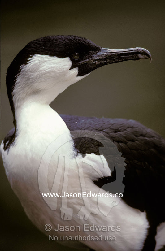 Portrait of a Black-Faced Shag's hooked bill and green eye. Perth Zoo, Western Australia.
