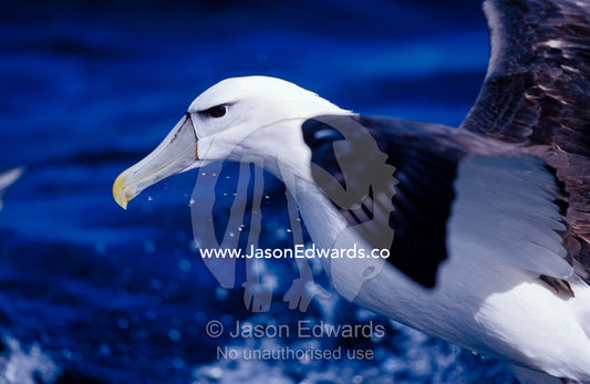 Head, eye and beak detail of a vulnerable Shy Albatross in flight. Continental Shelf, off Eden, New South Wales, Australia.