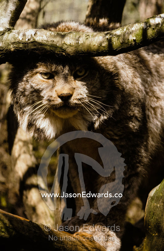 The predatory stare of a Northern Lynx stalking prey amongst branches. Melbourne Zoo, Victoria, Australia.