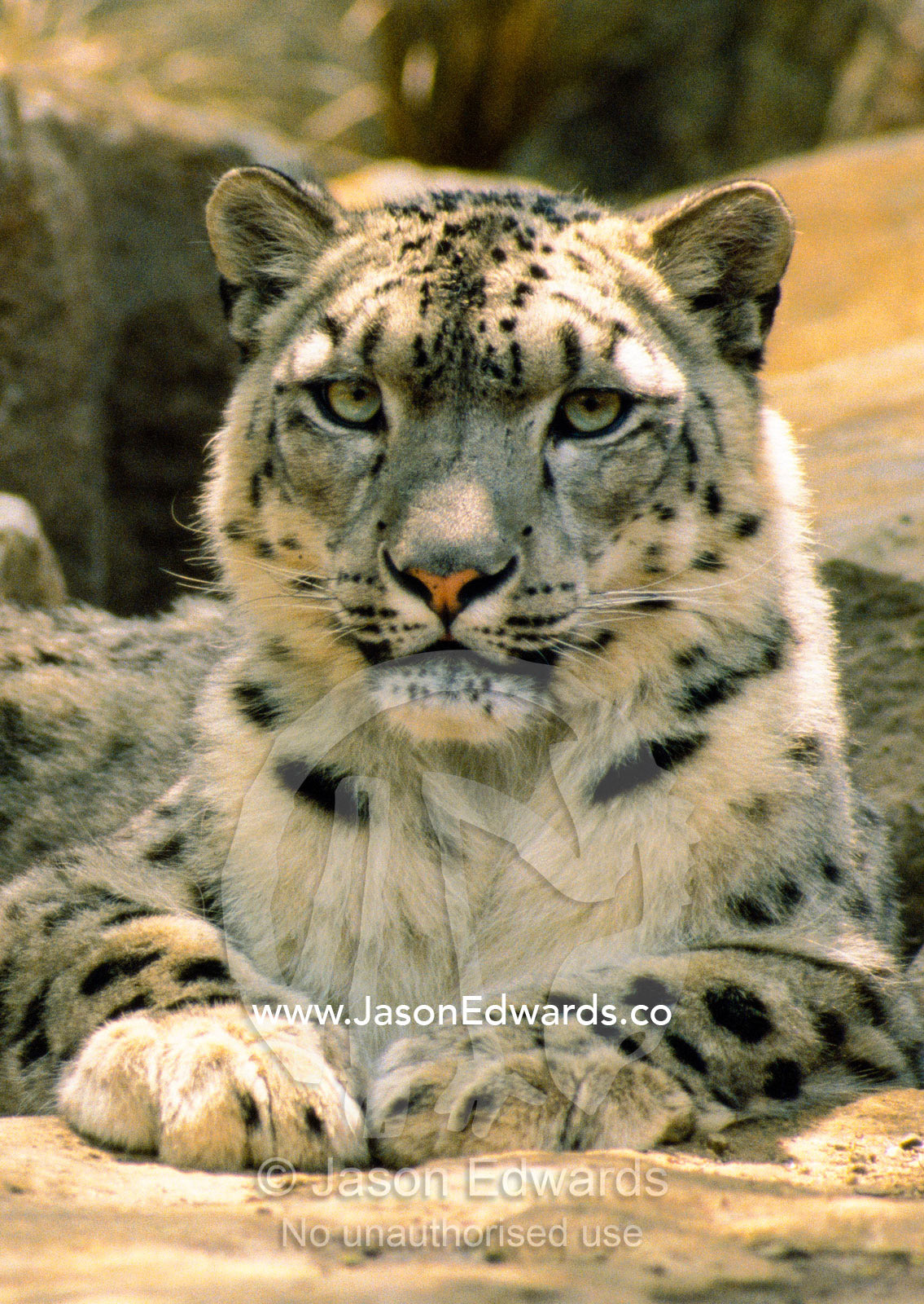 Frontal portrait of a Snow Leopard's face, paws and predators stare. Melbourne Zoo, Victoria, Australia.