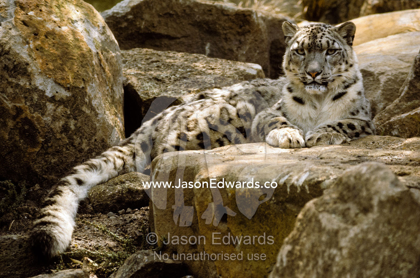 The watchful stare of a Snow Leopard belies its relaxed appearance. Melbourne Zoo, Victoria, Australia.