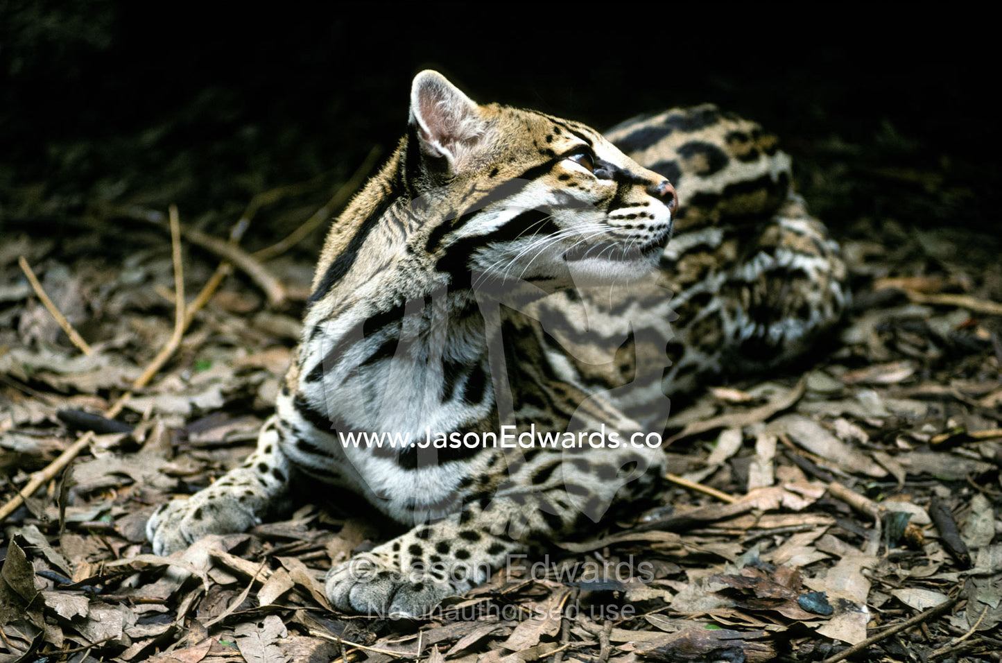 A secretive Ocelot rests in the understorey on forest leaf litter. Melbourne Zoo, Victoria, Australia.