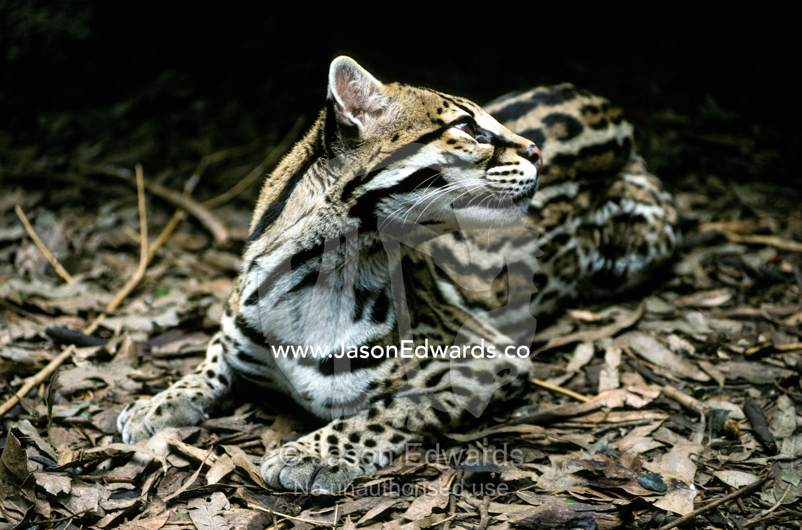 A secretive Ocelot rests in the understorey on forest leaf litter. Melbourne Zoo, Victoria, Australia.