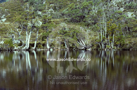 Gum Trees and King Billy Pines reflected in an alpine crater lake. Cradle Mountain Lake St Clair National Park, Tasmania, Australia.