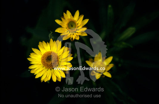 The delicate yellow petals of the Paper Daisy, Bracteantha Bracteata. Gypsy Point, East Gippsland, Victoria, Australia.