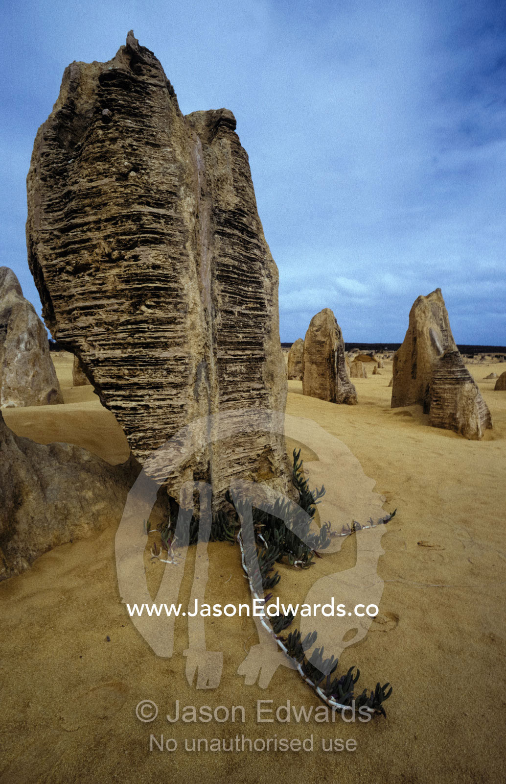 The ancient Pinnacles, limestone formations, perched in sand dunes. Nambung National Park, Western Australia.