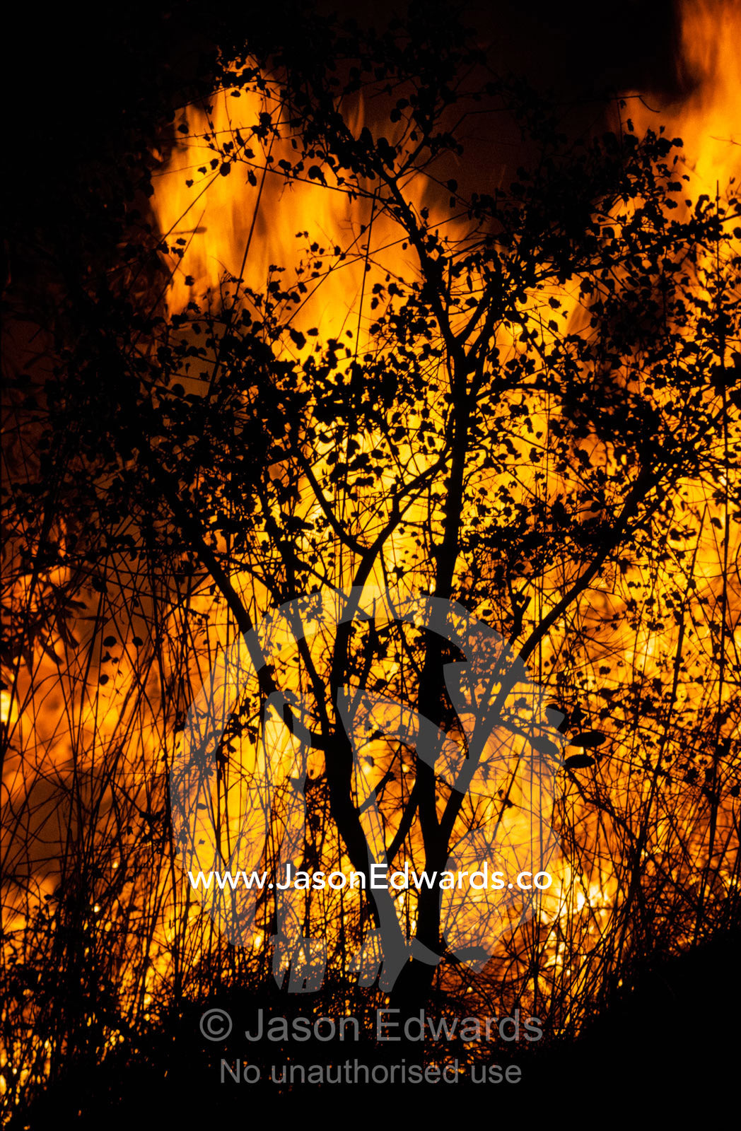 A dry season fire started by lightning races through spinifex grasses. Kimberley Ranges Western Australia.