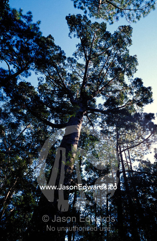 A massive tree trunk and canopy looms over the forest floor. Great Sandy National Park, Cooloola, Fraser Island, Queensland, Australia.
