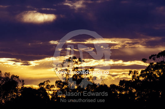 The silhouette of Eucalypt Gum trees against a golden sunset. Healesville, Coranderrk, Victoria, Australia.