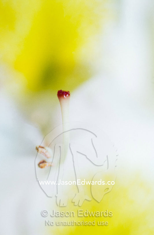 The pistol of a white and yellow Rhododendron flower. Jamieson, Victoria, Australia.