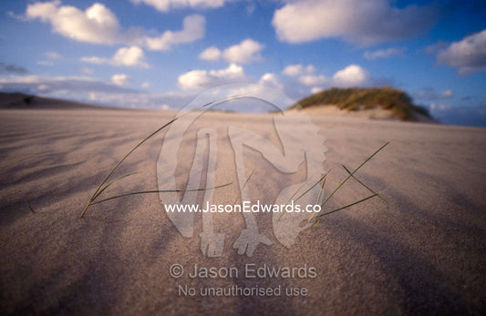 Windblown sand ripples and grass stems across a coastal dune surface. The Hummocks, Coorong National Park, Younghusband Peninsula, South Australia.