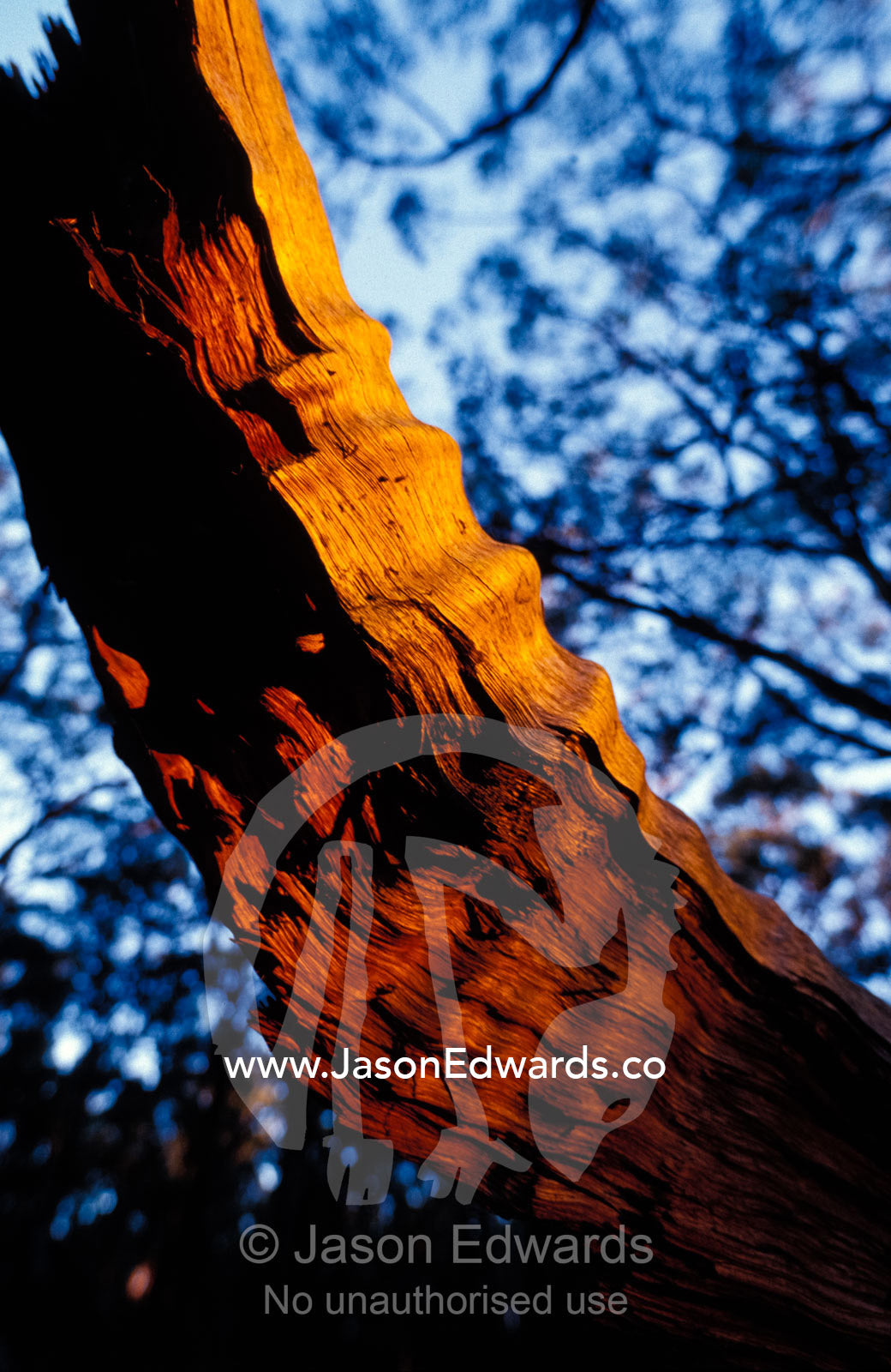 Sun rays highlight a dead tree trunk at sunset below a forest canopy. Yellingbo Nature Conservation Park, Victoria, Australia.