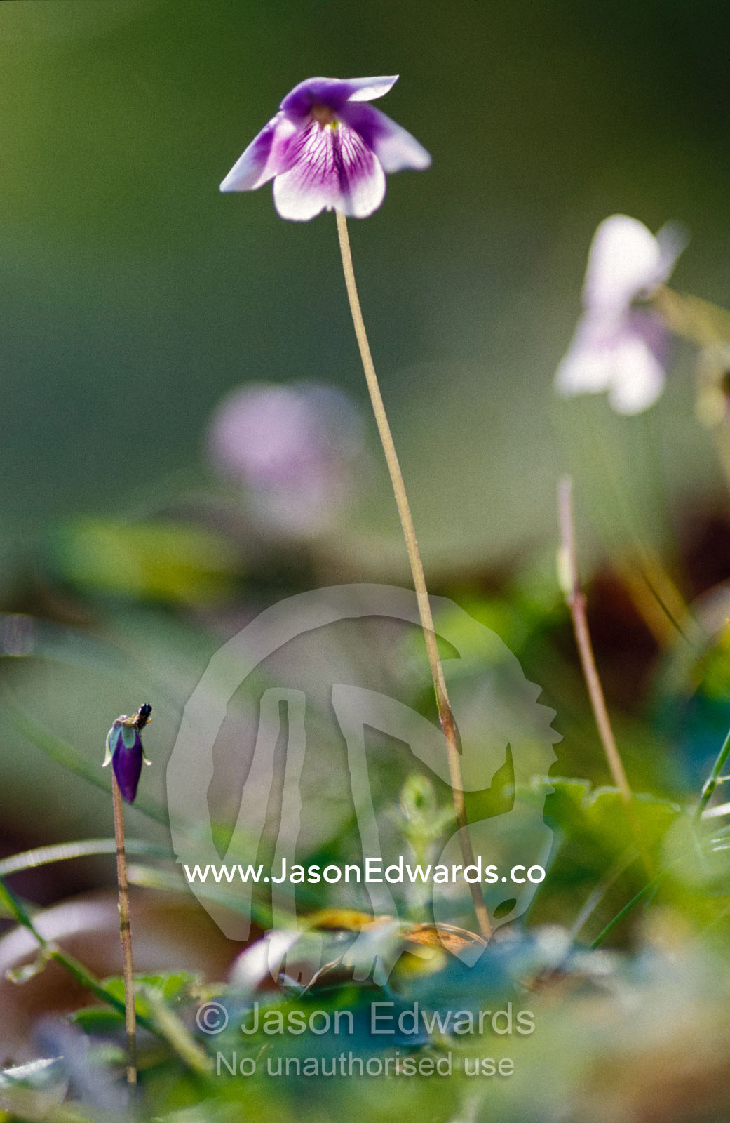 Orchids transparent in the setting sun, and a balanced displaying fly. Near Bemm River, Victoria, Australia.