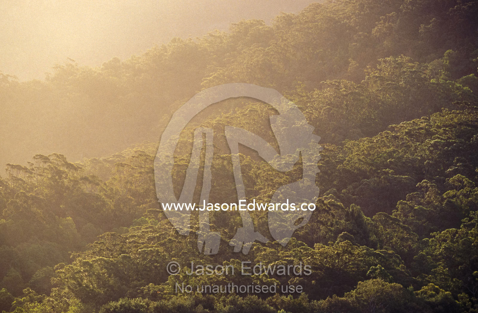 The canopy of a Wet Schlerophyll Forest highlights trees at sunset. Budderoo National Park, New South Wales, Australia.
