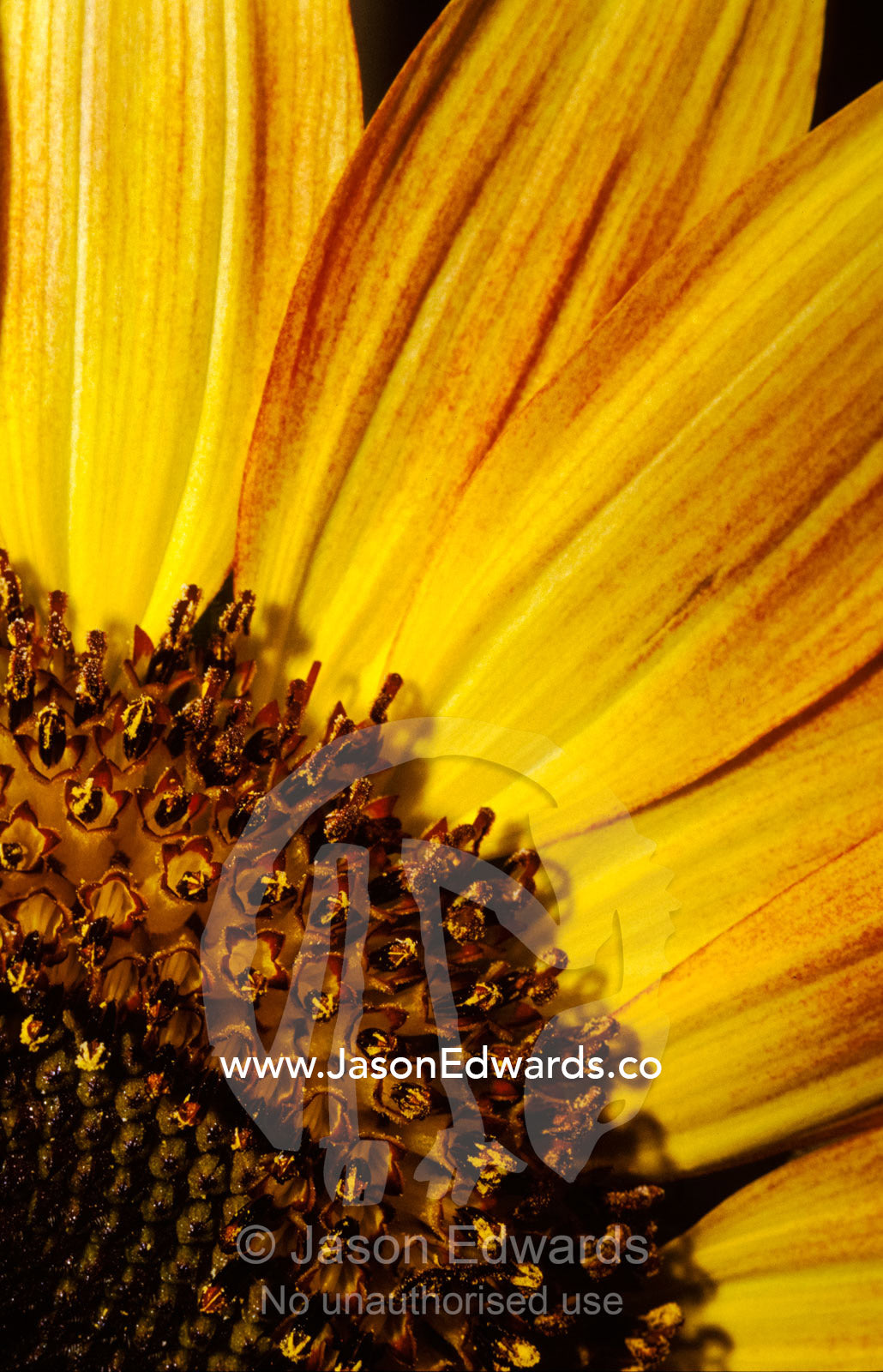 The vibrant golden yellow of a Sunflower petal and stamen detail. North Carlton, Victoria, Australia.