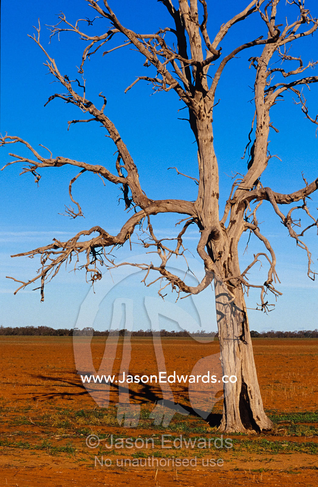 The skeletal branches of a dead tree in a drought stricken field. Near Denniliquin, New South Wales, Australia.