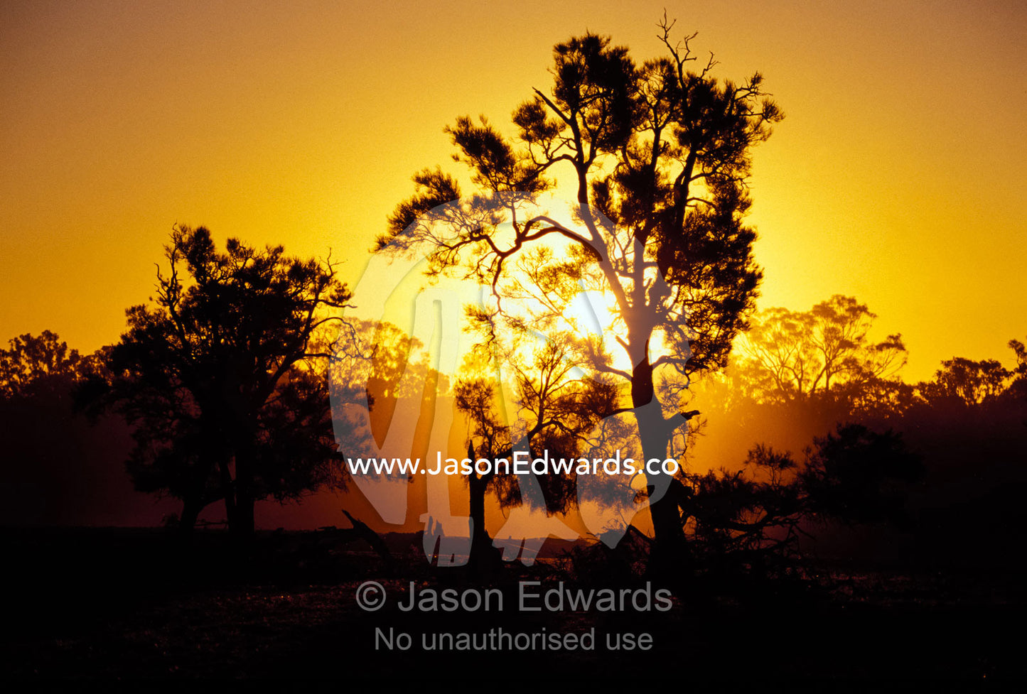 The silhouettes of trees in a golden sunset in a dusty drought haze. Mundiwa Station, Denniliquin, New South Wales, Australia.