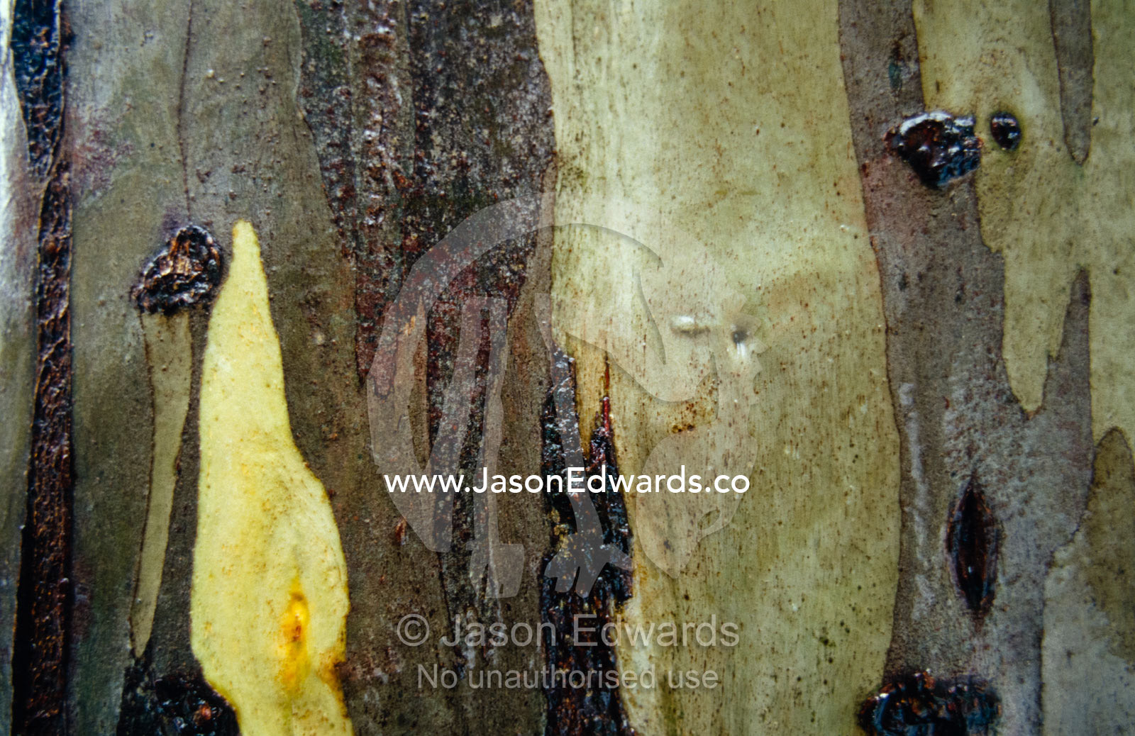 The mottled trunk of a Snow Gum Eucalypt with bark and sap detail. Lake Mountain, Yarra Ranges National Park, Victoria, Australia.