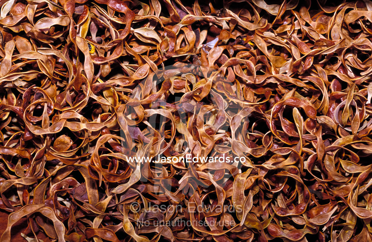 Aboriginal desert bush tucker food, of Curry Wattle tree seeds. Alice Springs Desert Park, Northern Territory, Australia.
