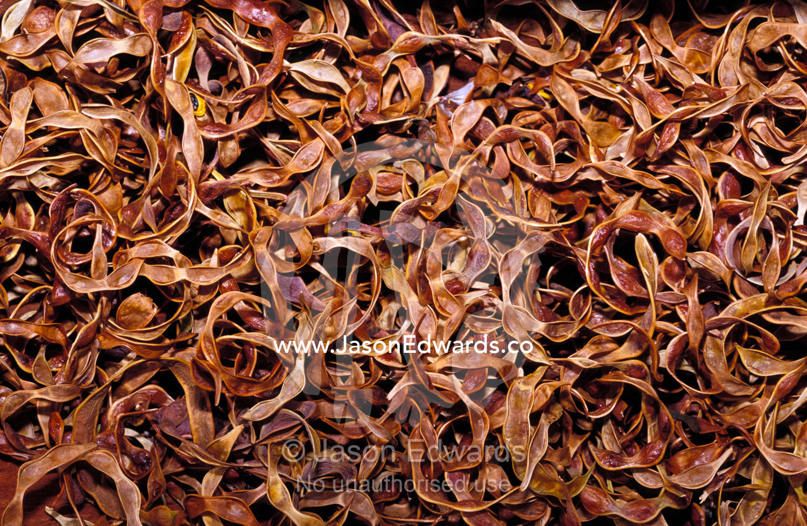 Aboriginal desert bush tucker food, of Curry Wattle tree seeds. Alice Springs Desert Park, Northern Territory, Australia.