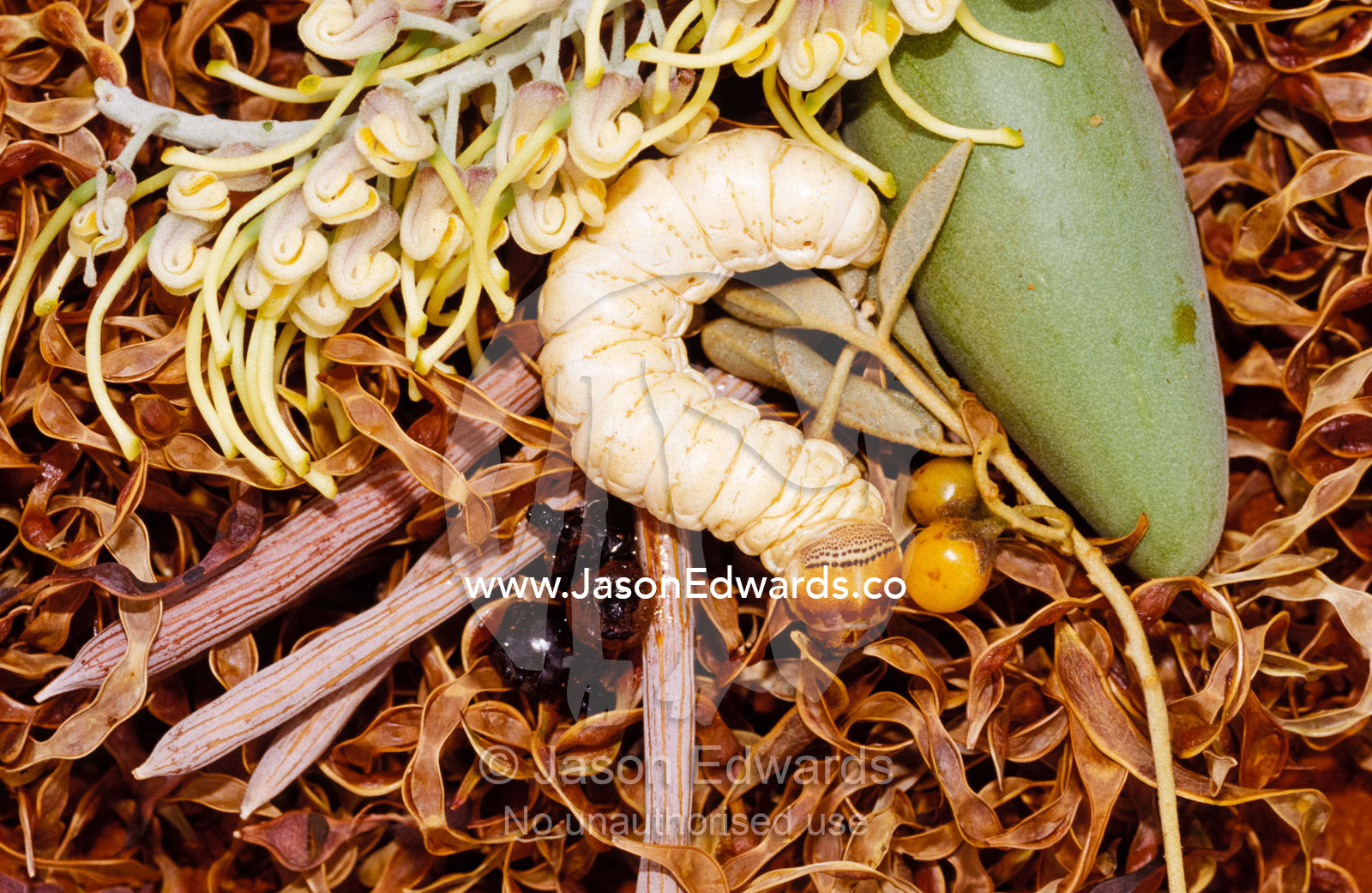 Array of Aboriginal bush tucker food, Witchetty Grub and Honey Ants. Alice Springs Desert Park, Northern Territory, Australia.