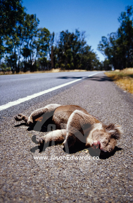 The bloodied roadkill of a male Koala alongside a country road. South of Tocumwal, New South Wales, Australia.