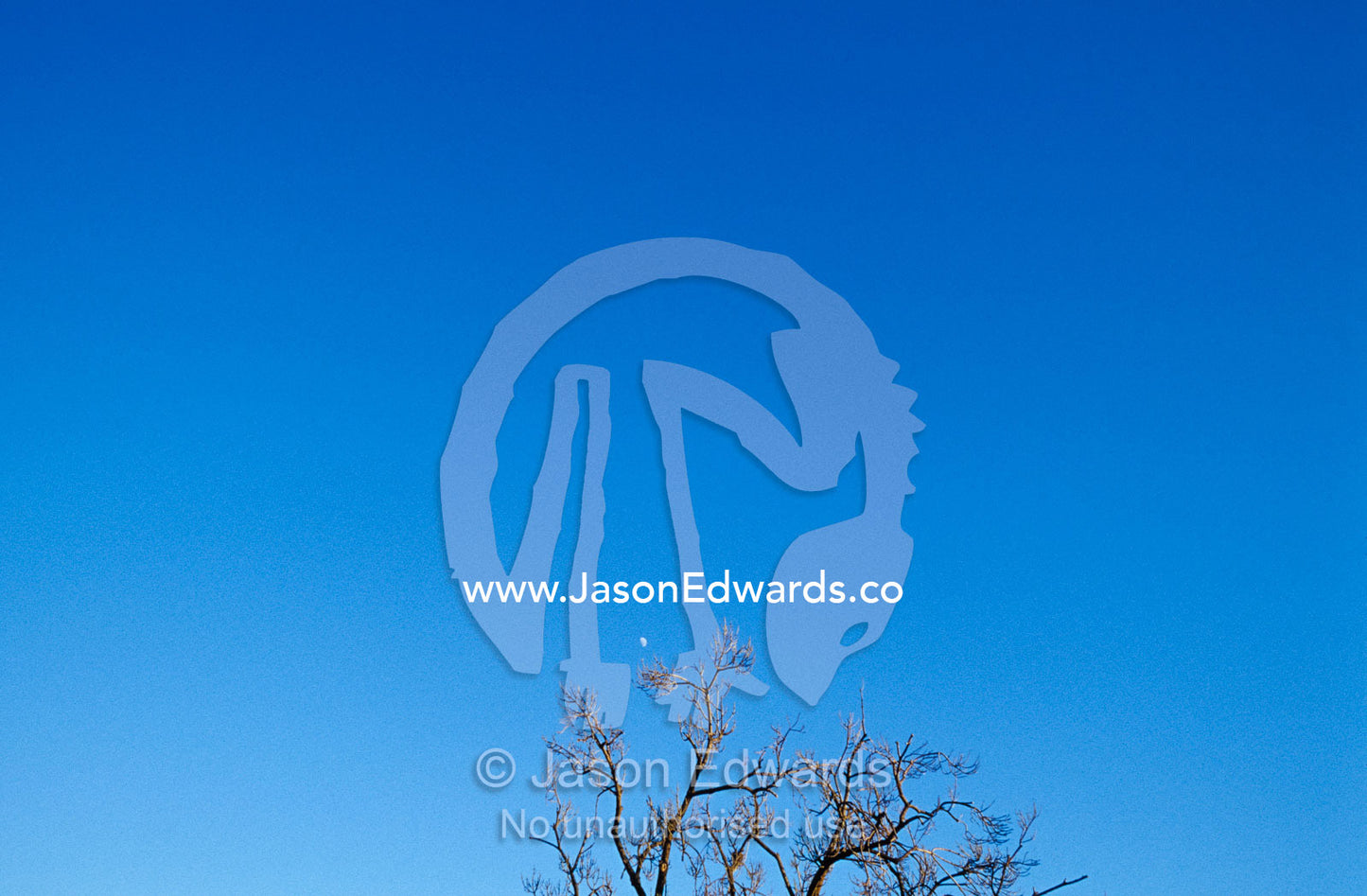 The canopy of a dead tree against a vast blue sky at early morning. North Carlton, Victoria, Australia.
