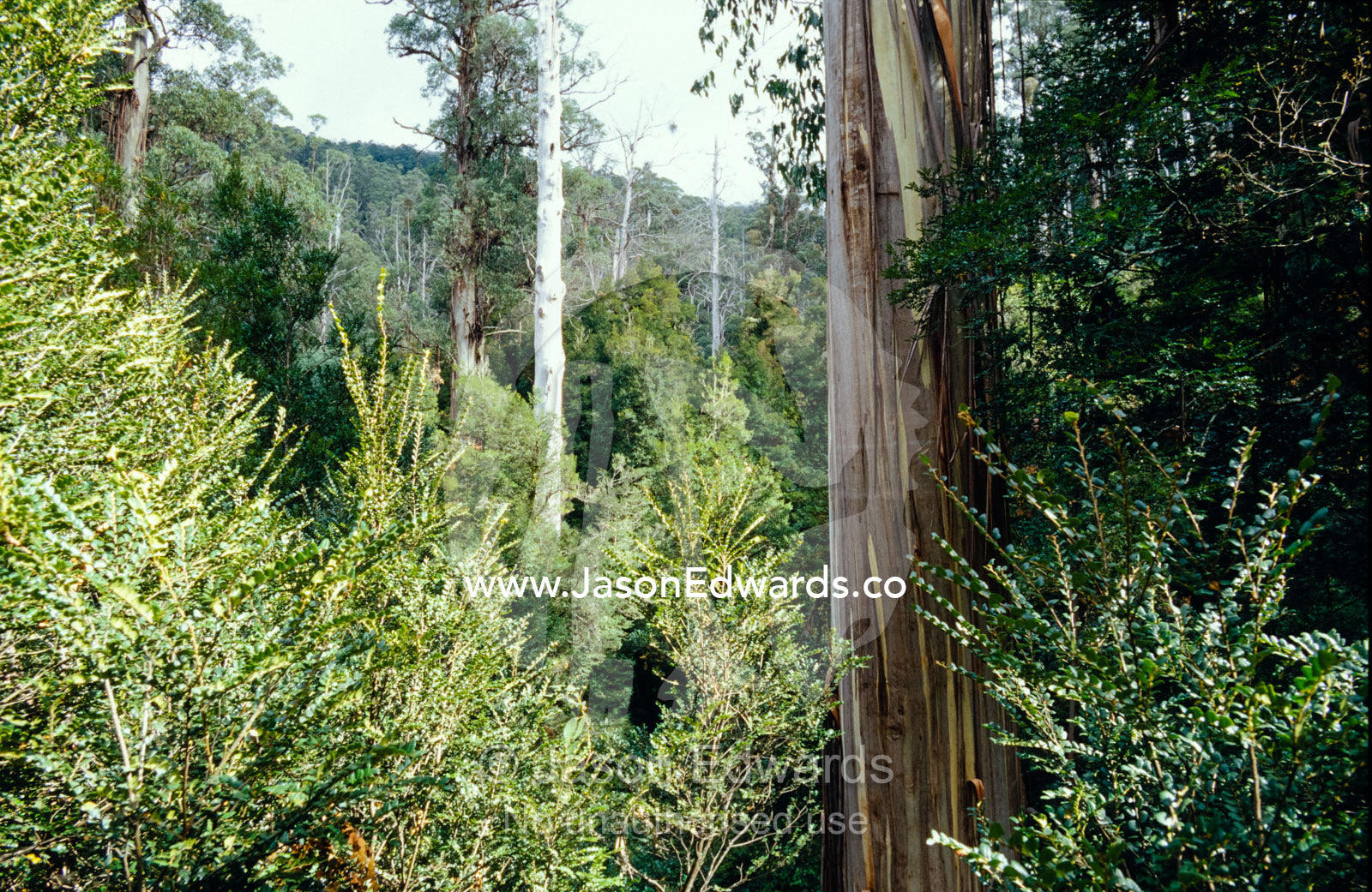 A rainforest of dominant Myrtle Beech and emergent Mountain Ash trees. Cement Creek, Yarra Ranges National Park, Victoria, Australia.