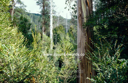 A rainforest of dominant Myrtle Beech and emergent Mountain Ash trees. Cement Creek, Yarra Ranges National Park, Victoria, Australia.