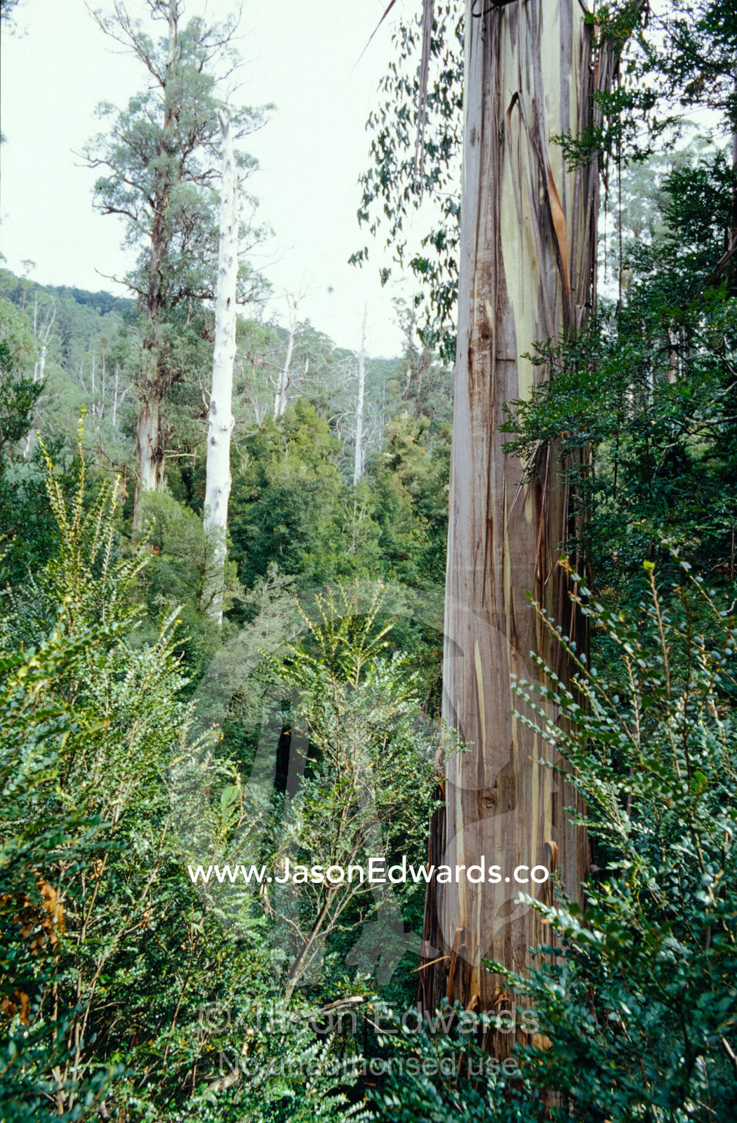 A Rainforest of dominant Myrtle Beech and emergent Mountain Ash trees. Cement Creek, Yarra Ranges National Park, Victoria, Australia.