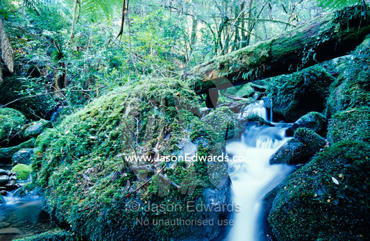 A fallen trunk covered in Bryophytes and Filmy Fern crosses a stream. Cement Creek, Yarra Ranges National Park, Victoria, Australia.