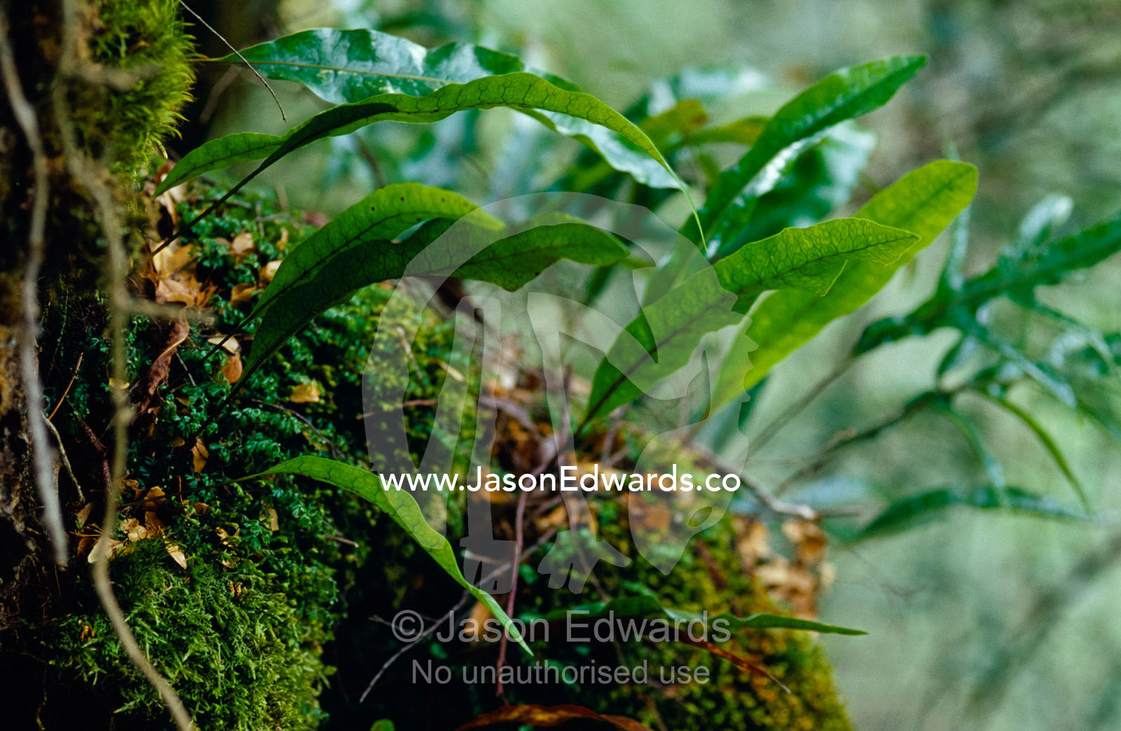 Fern fronds emerge from a moss covered Beech tree trunk in a forest. Cement Creek, Yarra Ranges National Park, Victoria, Australia.
