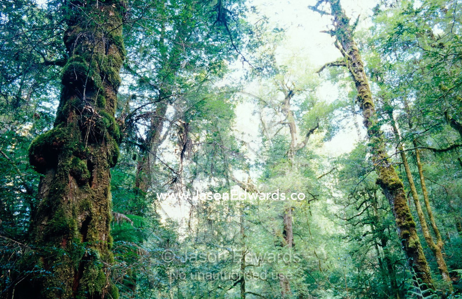 Cool Temperate Rainforest with Myrtle Beech, Nothofagus Cunninghamii. Cement Creek, Yarra Ranges National Park, Victoria, Australia.