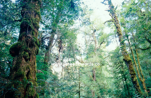 Cool Temperate Rainforest with Myrtle Beech, Nothofagus Cunninghamii. Cement Creek, Yarra Ranges National Park, Victoria, Australia.