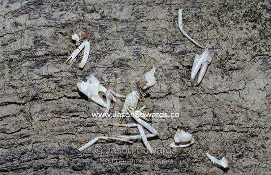 The remains of a Native Water Rat meal of Freshwater Yabbie Crayfish. Bullatail Creek, Deniliquin, New South Wales, Australia.