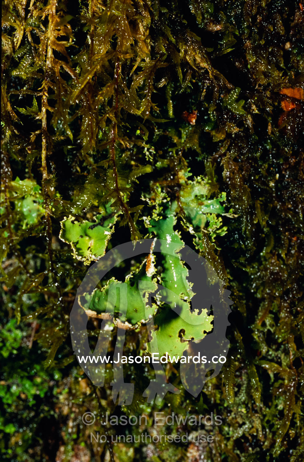 A Lichen emerges from Bryophytes and Mosses covering a rainforest log. Cement Creek, Yarra Ranges National Park, Victoria, Australia