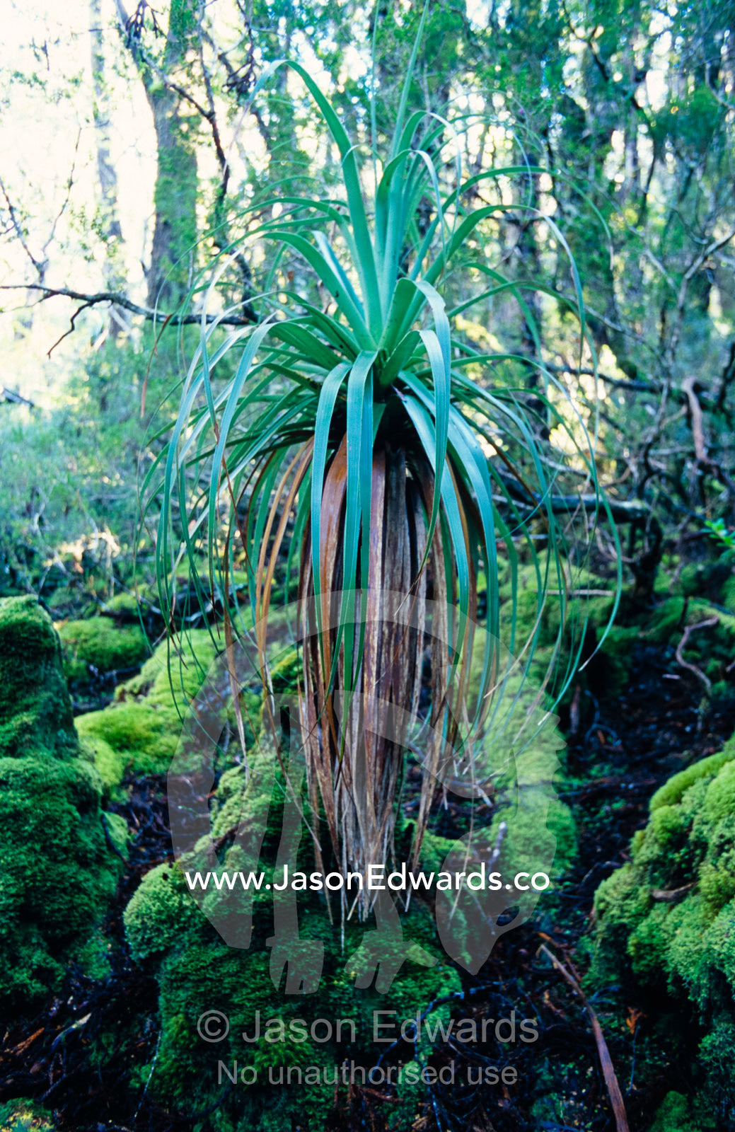 A Richea pandanis tree emerges from the cool temperate rainforest. Cradle Mountain Lake St Clair National Park Tasmania Australia