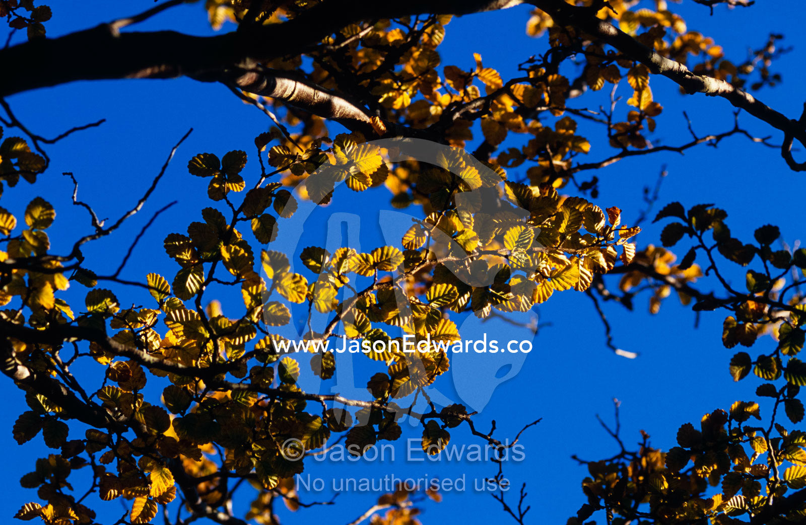 The golden Autumn colors of the Deciduous Beech Tree, Fagus Tree. Cradle Mountain, Lake St Clair National Park, Tasmania, Australia.
