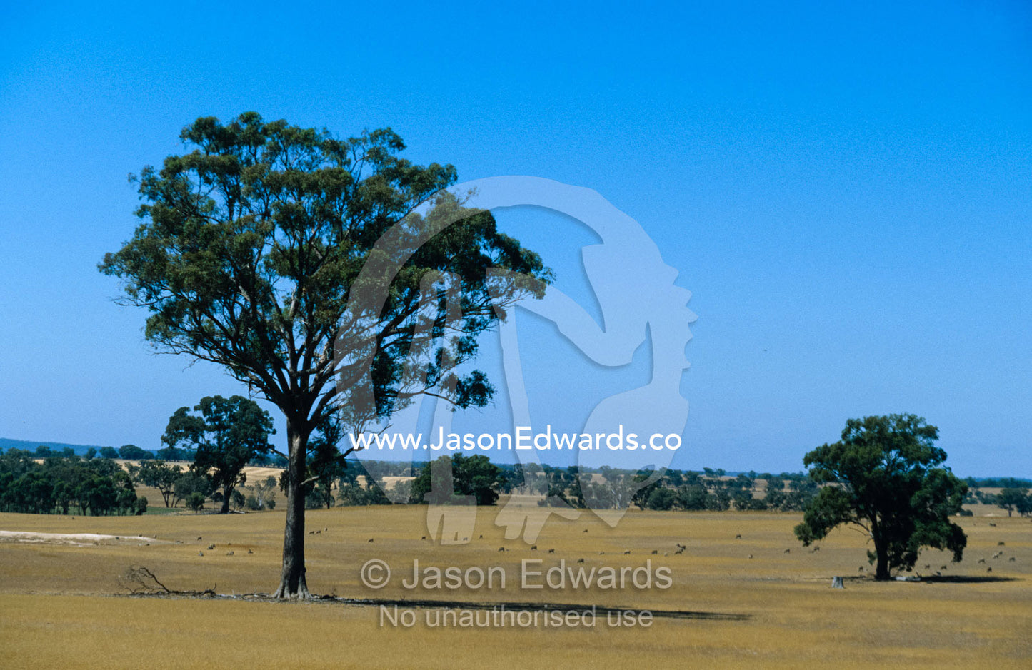 A Lone Gum Tree in the middle of farmland against a vast blue sky. Near Rheola, Central Victoria, Australia.